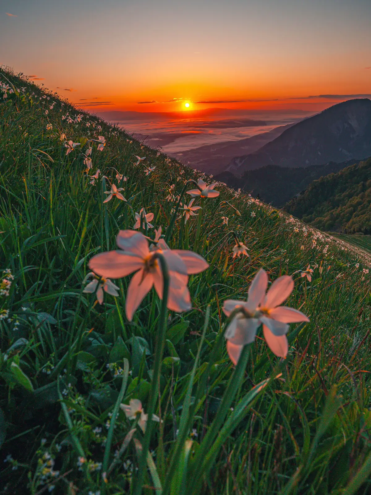Golden Horizon Trail