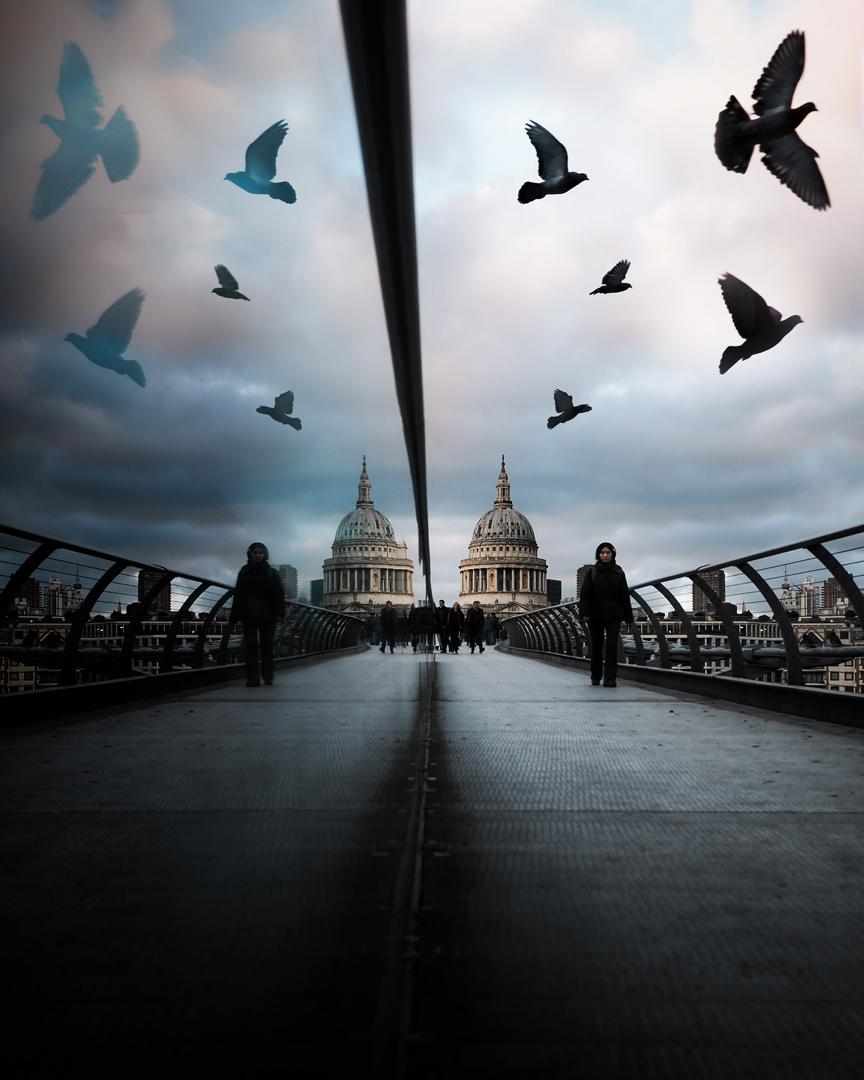 Flying Birds
