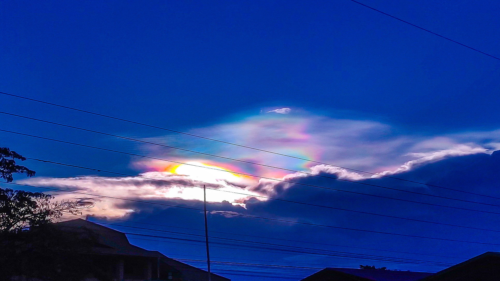 Nature's color dance